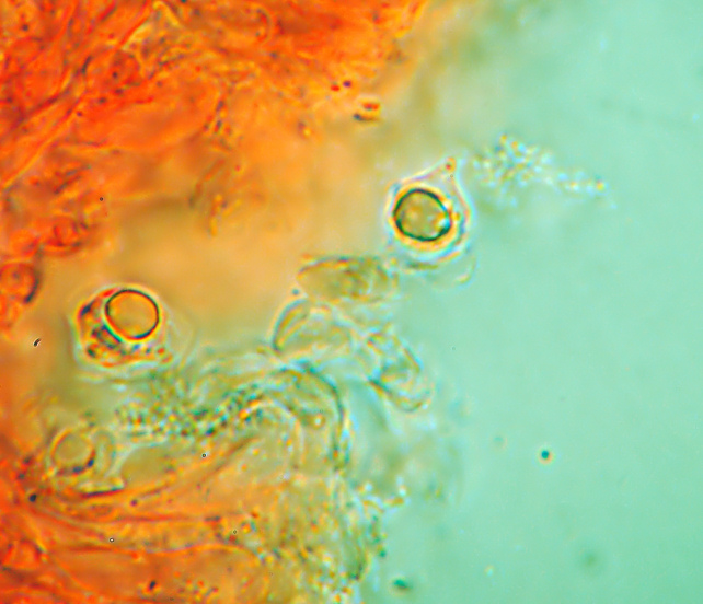 Mycenella sp. e nuove prove di microfotografia